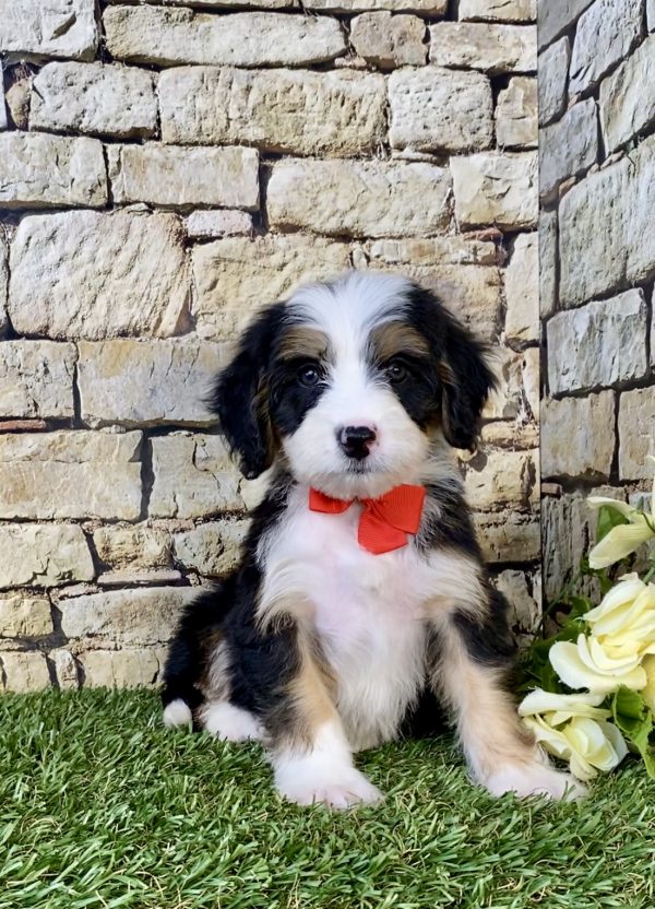 Mr. Duramax the Mini-Bernedoodle puppy