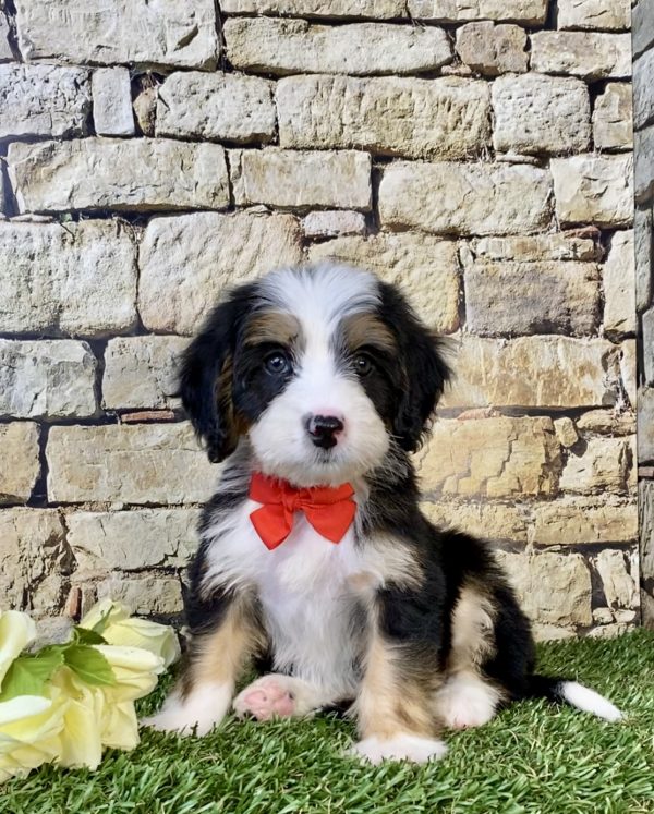 Photo of Mr. Duramax the Mini-Bernedoodle puppy
