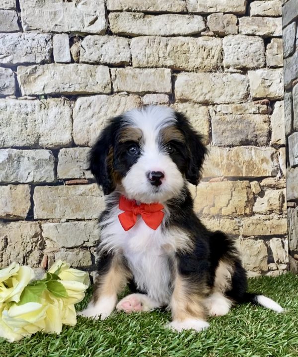 Photo of Mr. Duramax the Mini-Bernedoodle puppy