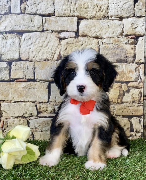 Photo of Mr. Duramax the Mini-Bernedoodle puppy