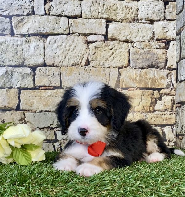 Photo of Mr. Duramax the Mini-Bernedoodle puppy
