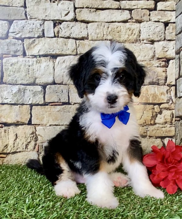 Mr. Eddie the Mini-Bernedoodle puppy