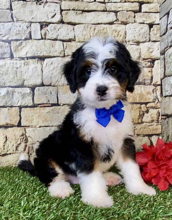 Photo of Mr. Eddie the Mini-Bernedoodle puppy