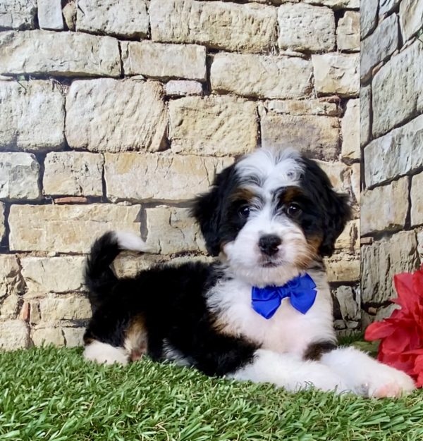 Photo of Mr. Eddie the Mini-Bernedoodle puppy