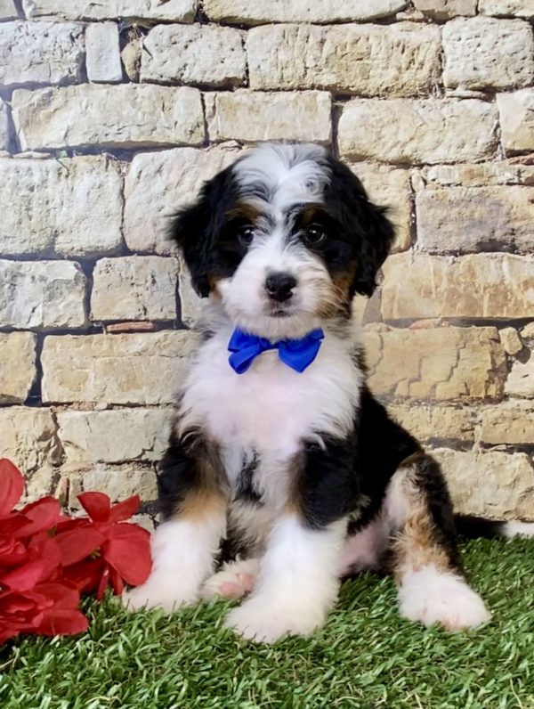 Mr. Eddie the Mini-Bernedoodle puppy