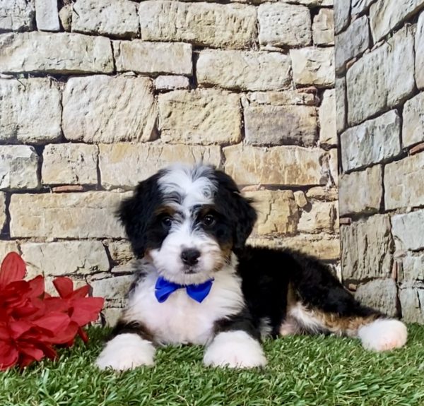 Photo of Mr. Eddie the Mini-Bernedoodle puppy