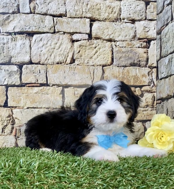 Mr. Elon the Mini-Bernedoodle puppy