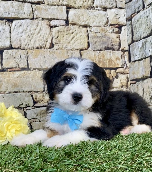 Photo of Mr. Elon the Mini-Bernedoodle puppy