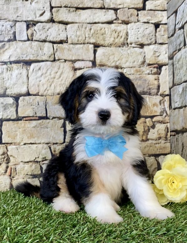 Photo of Mr. Elon the Mini-Bernedoodle puppy