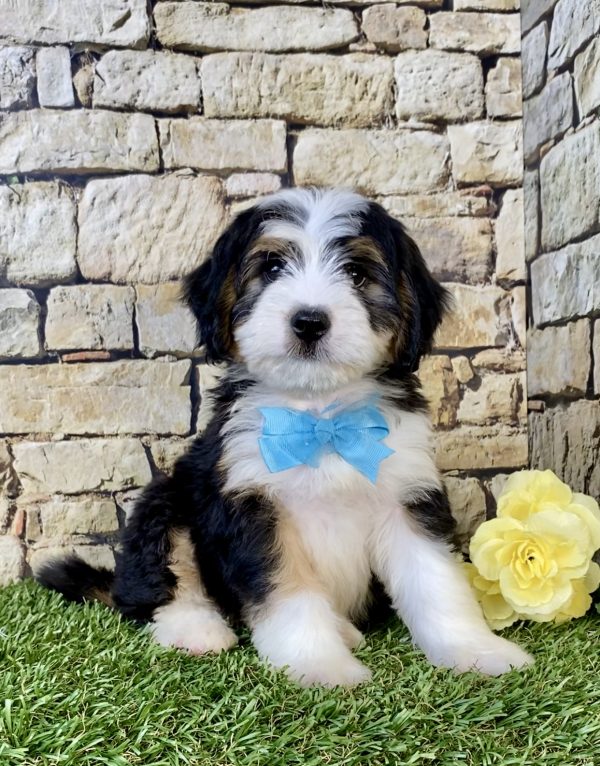 Photo of Mr. Elon the Mini-Bernedoodle puppy