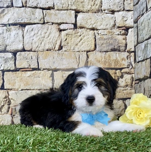 Photo of Mr. Elon the Mini-Bernedoodle puppy