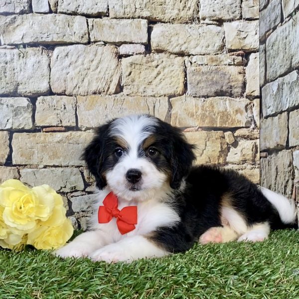 Mr. Elson the Mini-Bernedoodle puppy