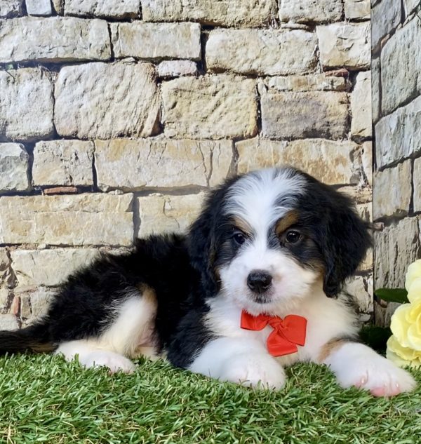 Photo of Mr. Elson the Mini-Bernedoodle puppy