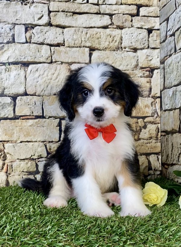 Photo of Mr. Elson the Mini-Bernedoodle puppy