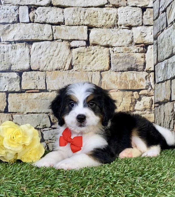 Photo of Mr. Elson the Mini-Bernedoodle puppy