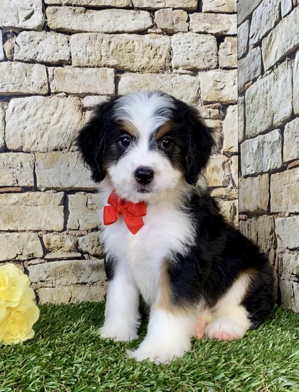 Photo of Mr. Elson the Mini-Bernedoodle puppy