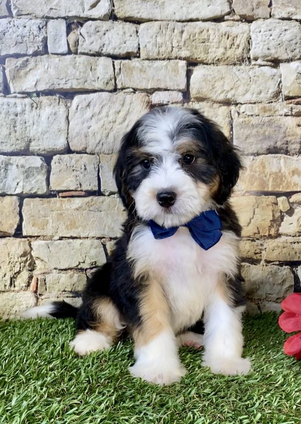 Mr. Enzo the Mini-Bernedoodle puppy