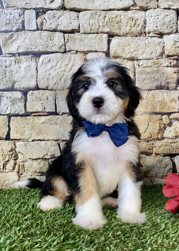 Photo of Mr. Enzo the Mini-Bernedoodle puppy