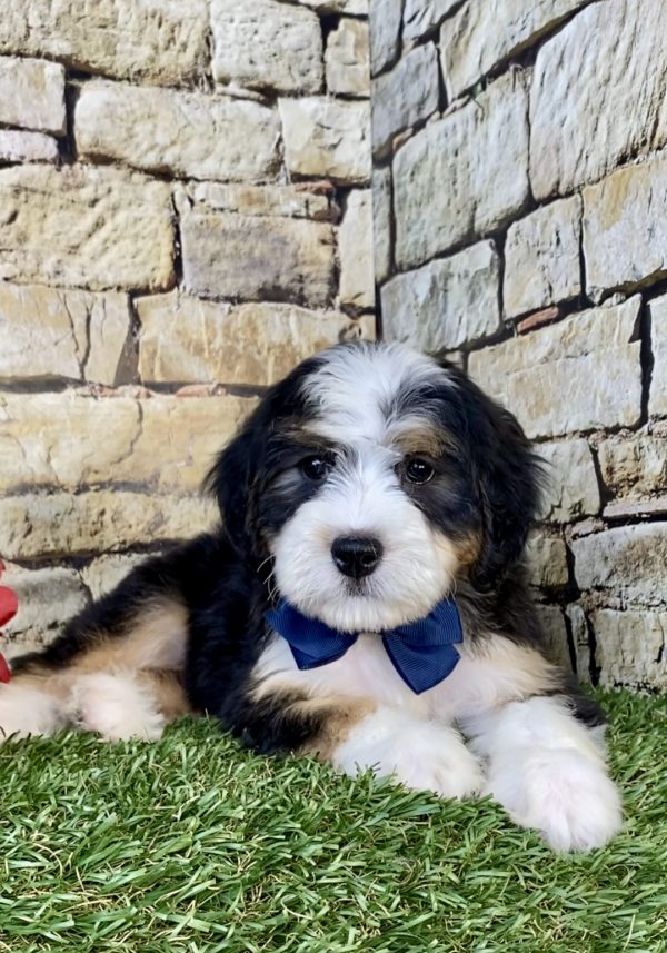 Photo of Mr. Enzo the Mini-Bernedoodle puppy