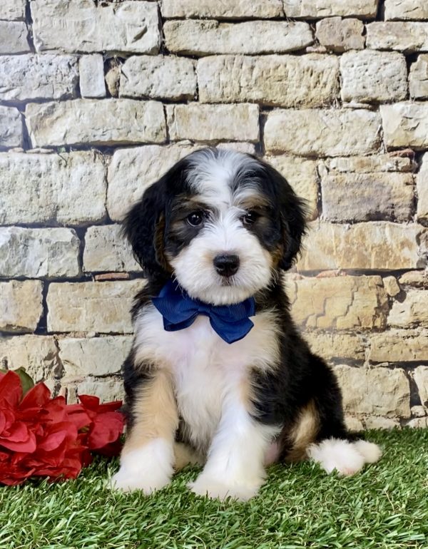 Photo of Mr. Enzo the Mini-Bernedoodle puppy