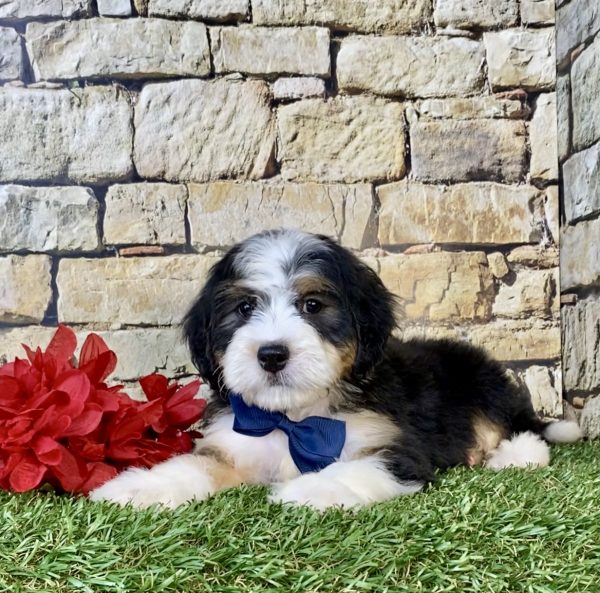 Photo of Mr. Enzo the Mini-Bernedoodle puppy