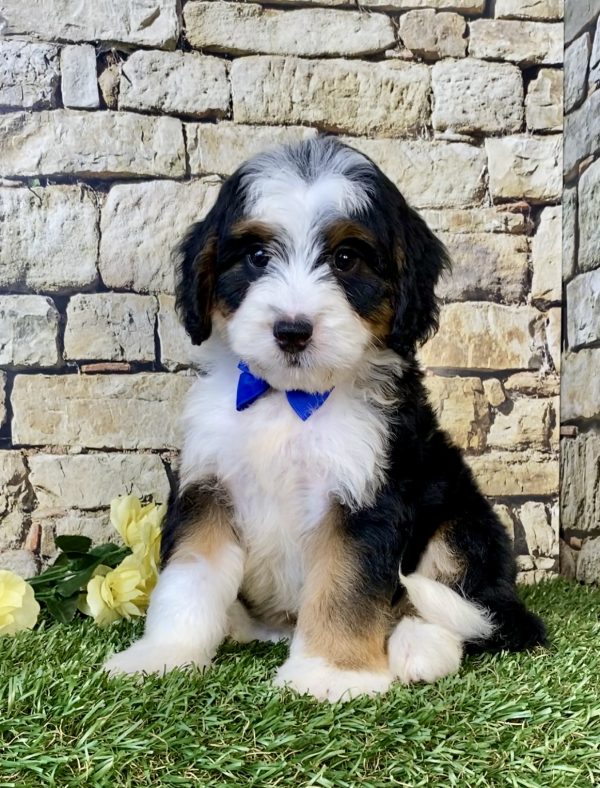 Mr. Eric the Mini-Bernedoodle puppy