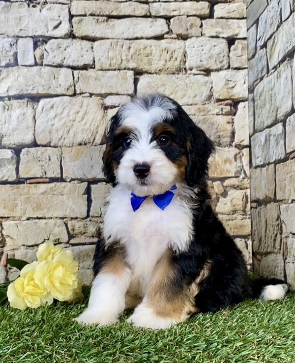 Photo of Mr. Eric the Mini-Bernedoodle puppy