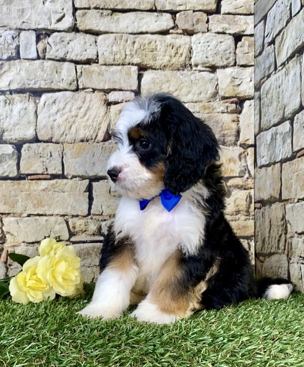 Photo of Mr. Eric the Mini-Bernedoodle puppy