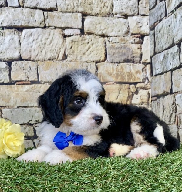 Photo of Mr. Eric the Mini-Bernedoodle puppy