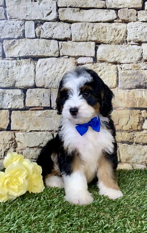 Photo of Mr. Eric the Mini-Bernedoodle puppy