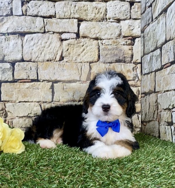 Photo of Mr. Eric the Mini-Bernedoodle puppy