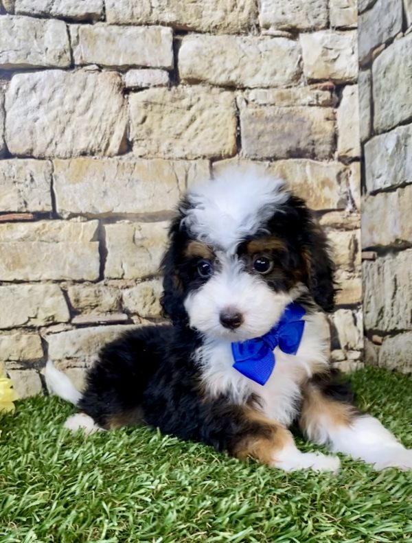 Photo of Mr. Fame the F1B Micro Mini-Bernedoodle puppy