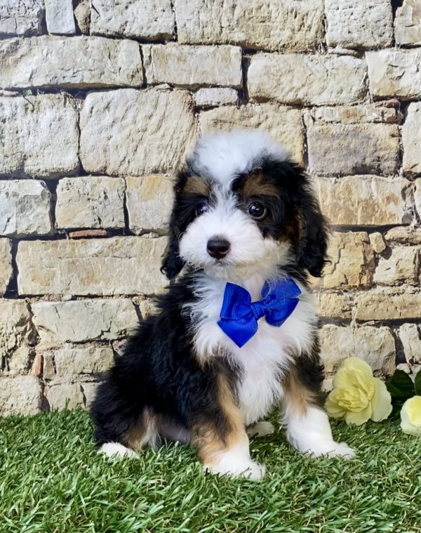 Photo of Mr. Fame the F1B Micro Mini-Bernedoodle puppy