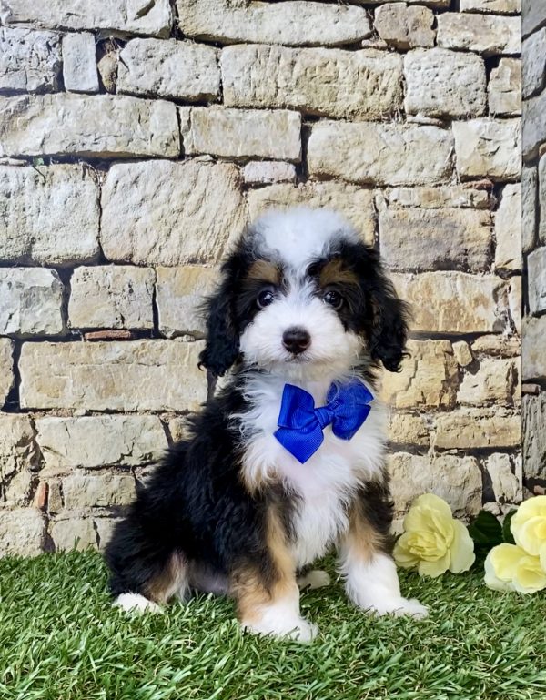 Mr. Fame the F1B Micro Mini-Bernedoodle puppy