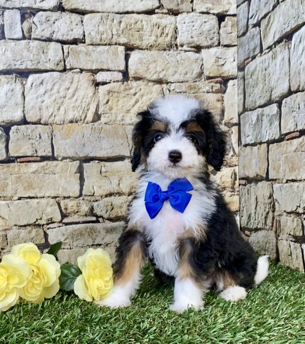 Photo of Mr. Fame the F1B Micro Mini-Bernedoodle puppy