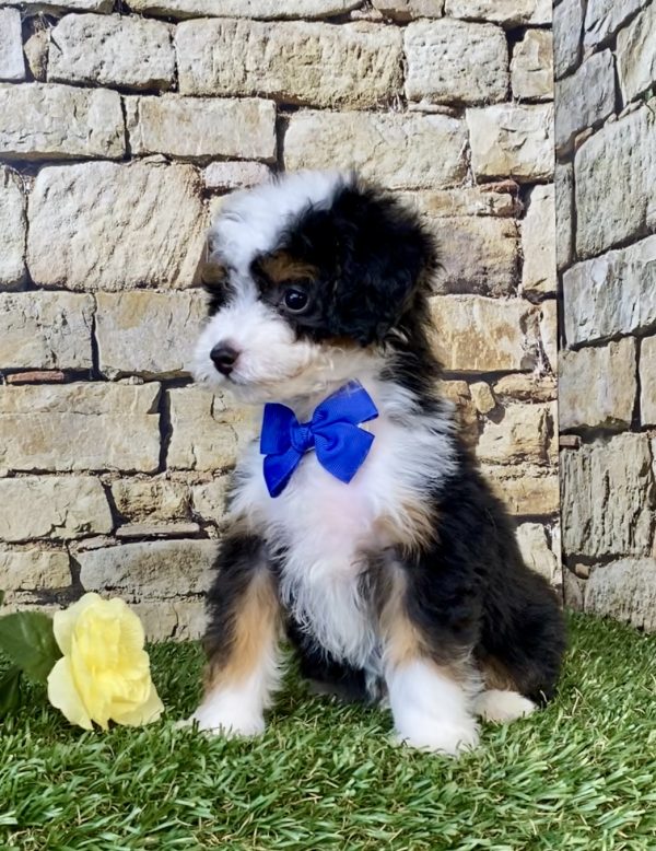 Photo of Mr. Fame the F1B Micro Mini-Bernedoodle puppy