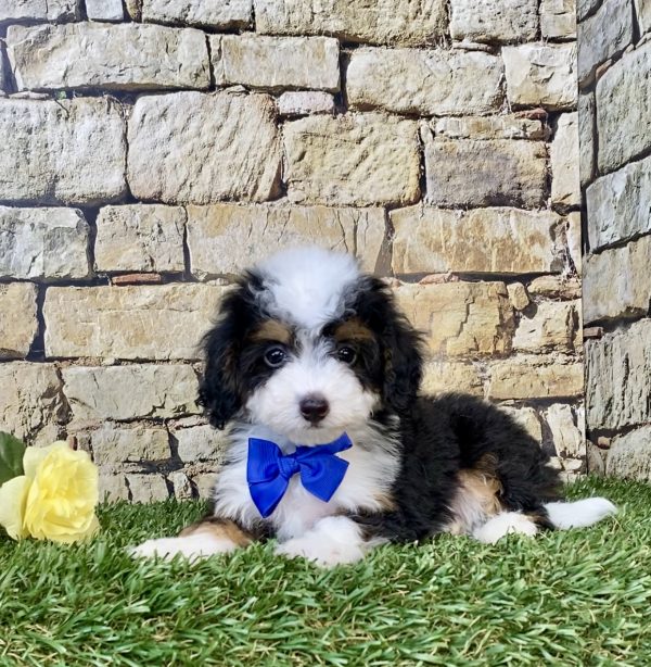 Photo of Mr. Fame the F1B Micro Mini-Bernedoodle puppy