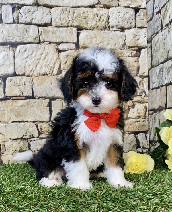 Mr. Felix the F1B Micro Mini-Bernedoodle puppy