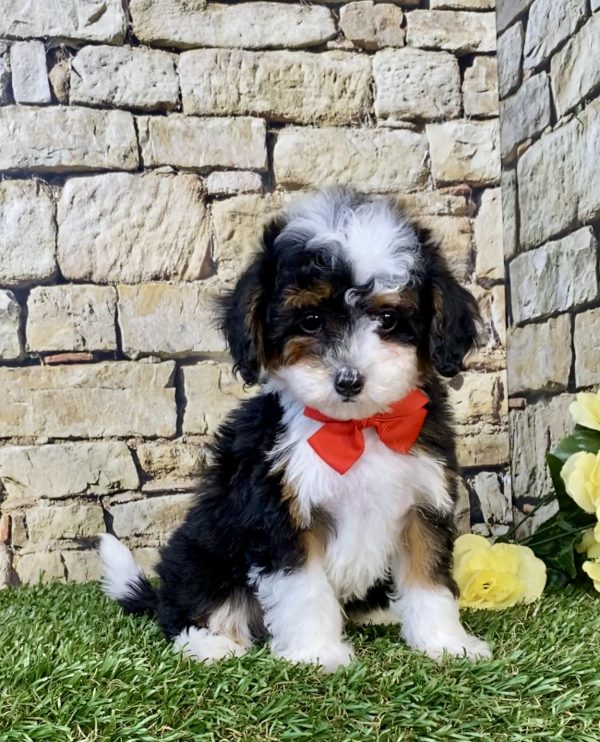 Photo of Mr. Felix the F1B Micro Mini-Bernedoodle puppy