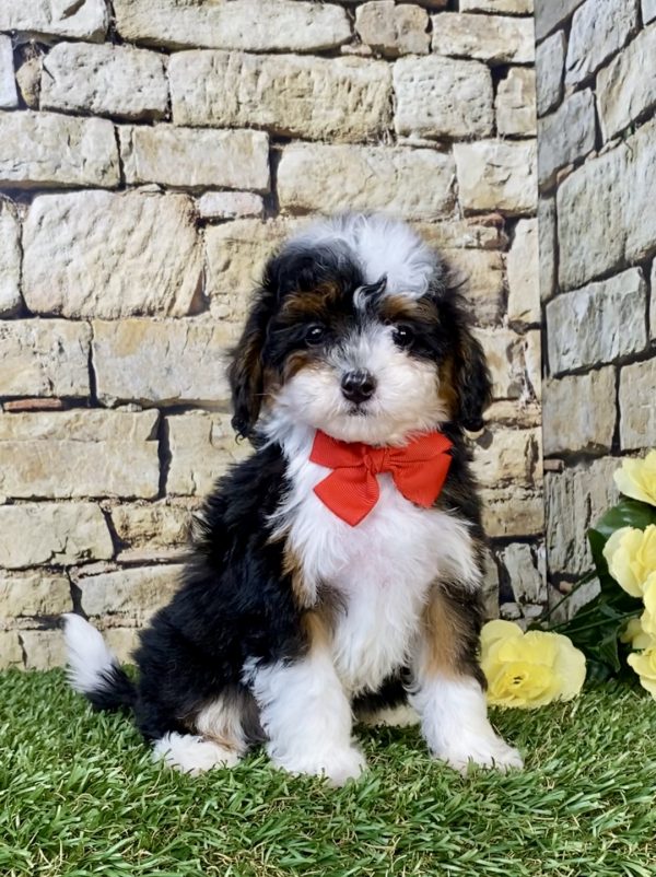 Photo of Mr. Felix the F1B Micro Mini-Bernedoodle puppy