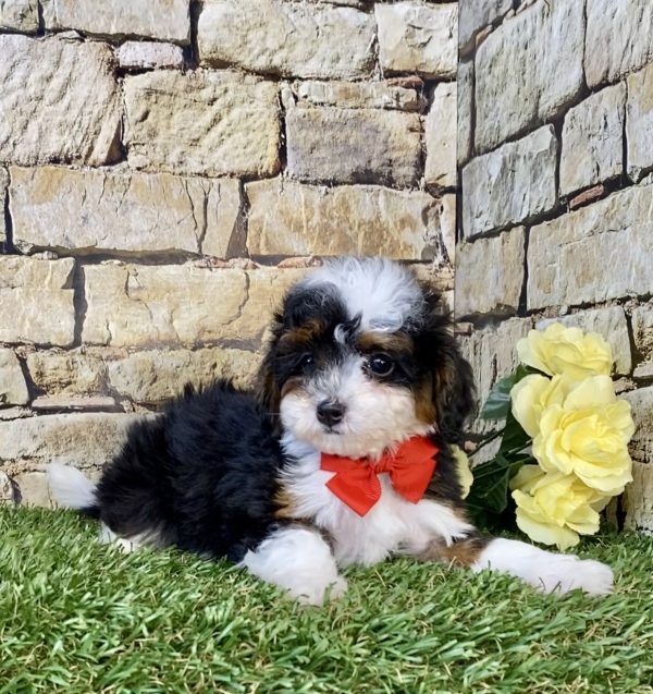 Photo of Mr. Felix the F1B Micro Mini-Bernedoodle puppy