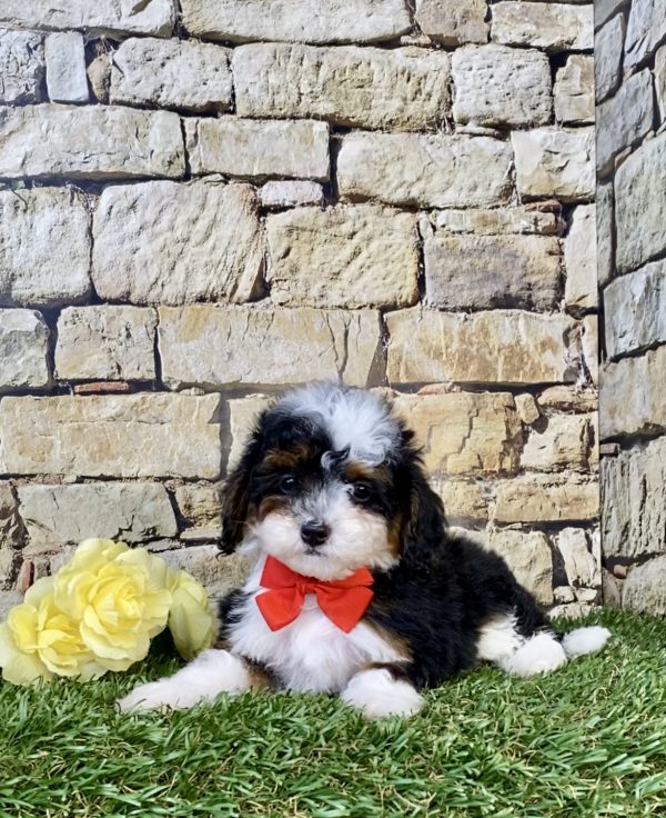 Photo of Mr. Felix the F1B Micro Mini-Bernedoodle puppy