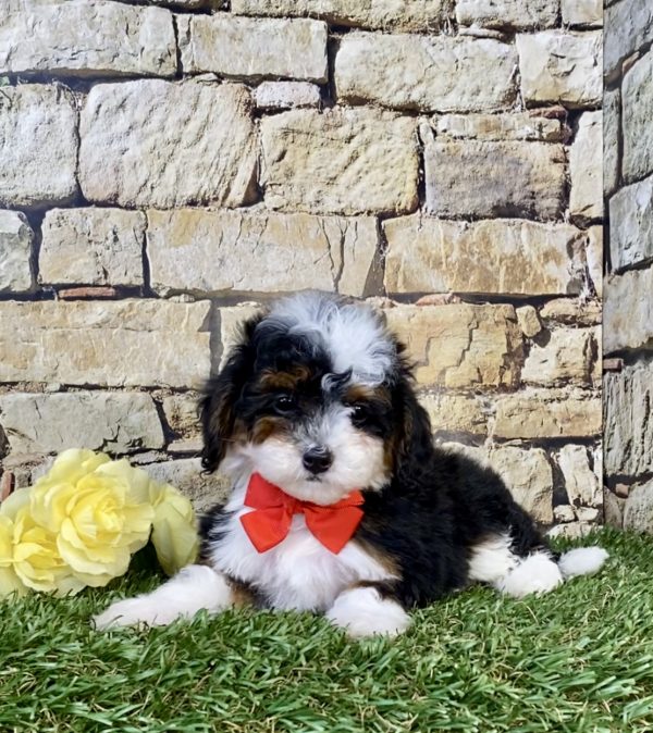 Photo of Mr. Felix the F1B Micro Mini-Bernedoodle puppy