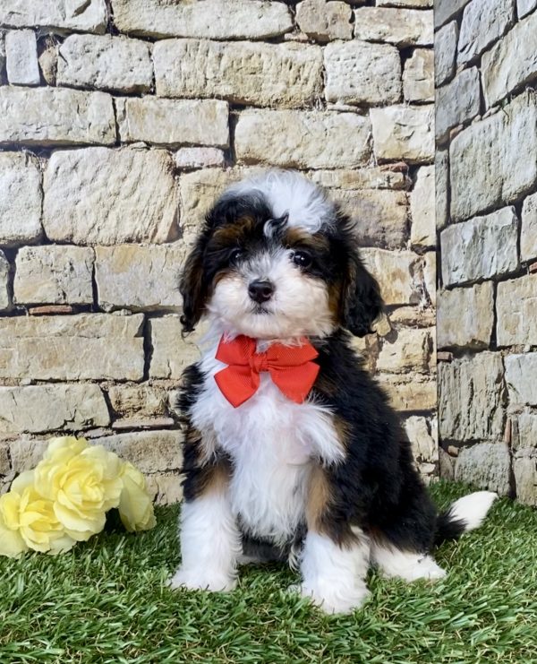 Photo of Mr. Felix the F1B Micro Mini-Bernedoodle puppy