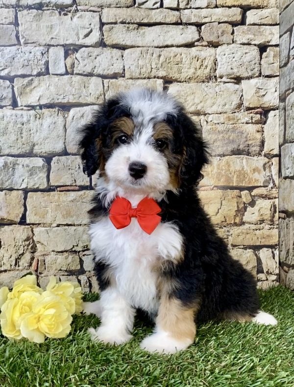 Mr. Fido the F1B Micro Mini-Bernedoodle puppy