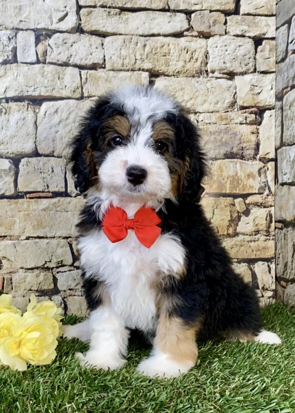 Photo of Mr. Fido the F1B Micro Mini-Bernedoodle puppy