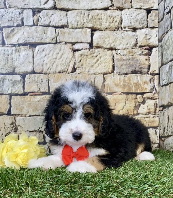 Photo of Mr. Fido the F1B Micro Mini-Bernedoodle puppy