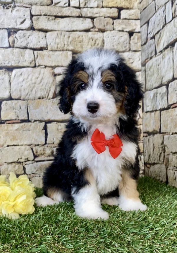 Photo of Mr. Fido the F1B Micro Mini-Bernedoodle puppy