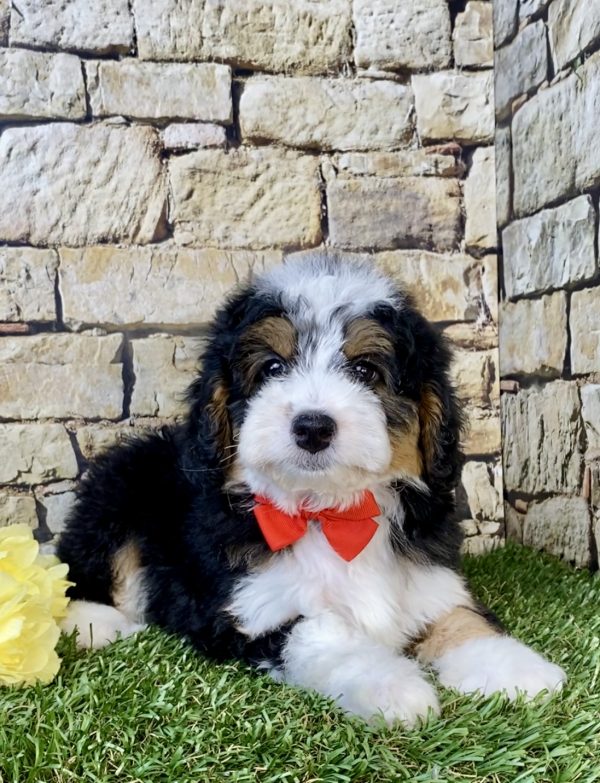 Photo of Mr. Fido the F1B Micro Mini-Bernedoodle puppy