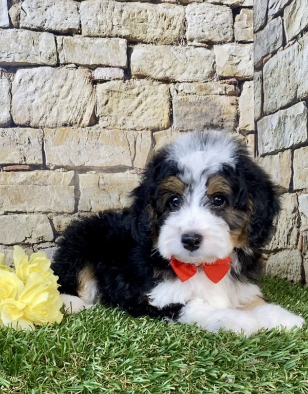 Photo of Mr. Fido the F1B Micro Mini-Bernedoodle puppy